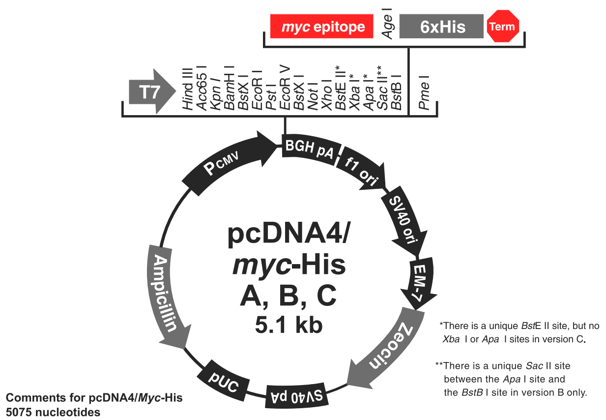 pcDNA4-myc-His C载体图谱